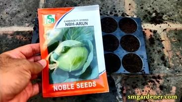 nbh arun cabbage seeds from noble seeds company