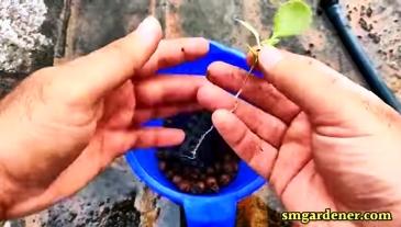 cocopeat removed from the roots