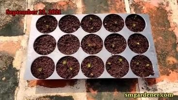 cabbage seed germinating on day 4