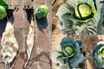 hydroponic cabbage farming