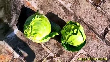 harvested hydroponic cababges