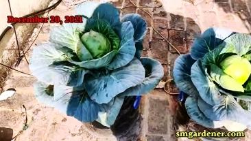 cabbage at home in water