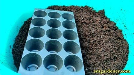 cocopeat and propagation tray for sowing seeds