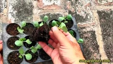 cabbage seedling out of pro tray