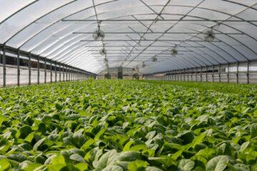 best plants for hydroponics