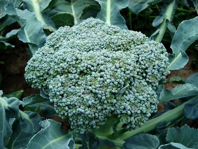 broccoli as best plants in hydroponcis