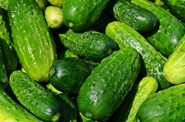 cucumbers as best plants in hydroponics