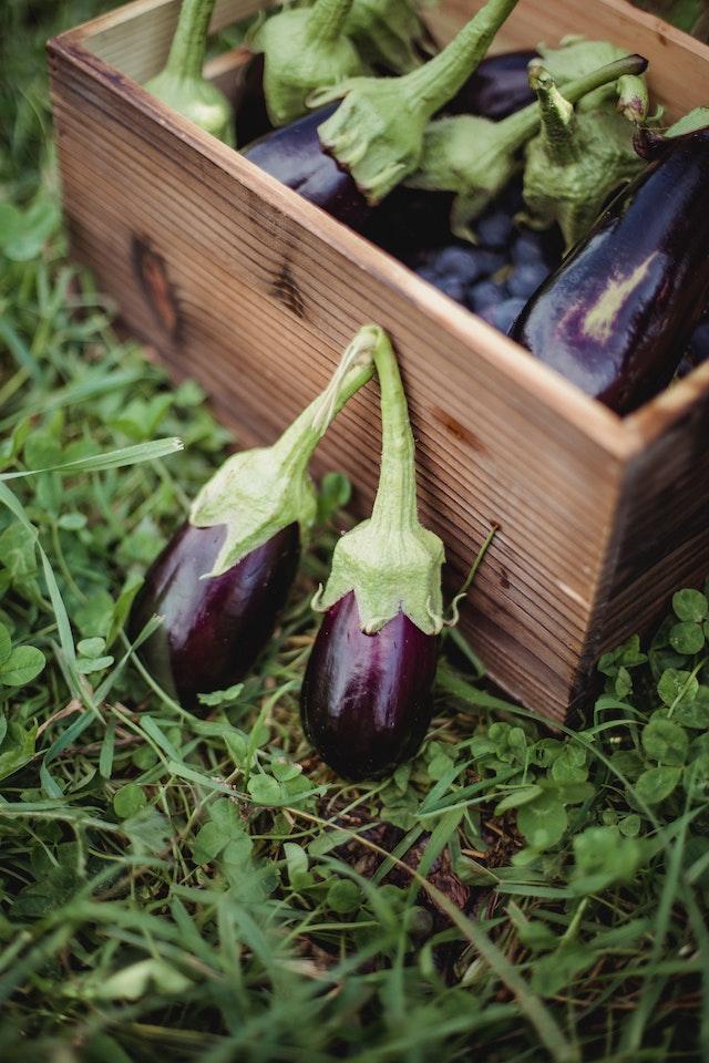 eggplants as best plants in hydroponics