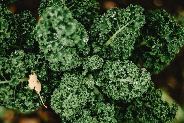 kale as best plants in hydroponics