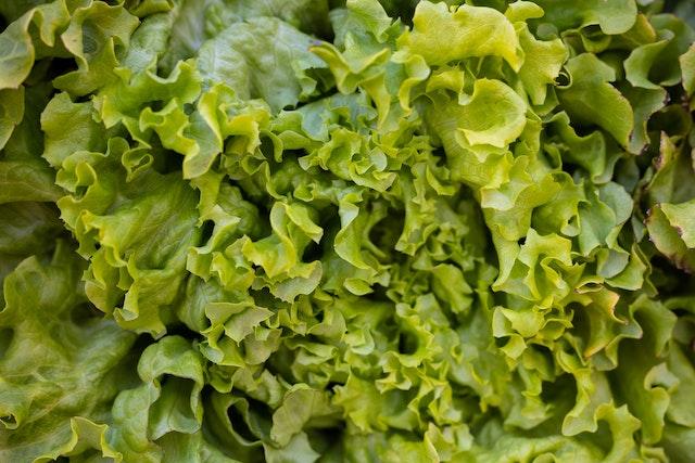 lettuce as best plants in hydroponics