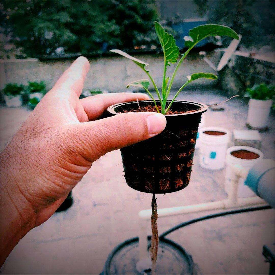 How to Grow Hydroponic Spinach in Kratky Method Kratky Spinach 𝐒𝐌𝐠𝐚𝐫𝐝𝐞𝐧𝐞𝐫