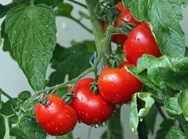 tomatoes as best plants in hydroponics