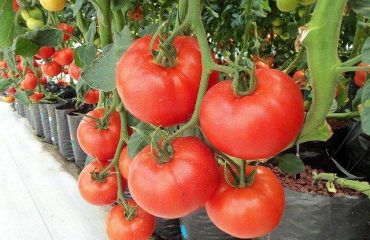 hydroponic tomatoes